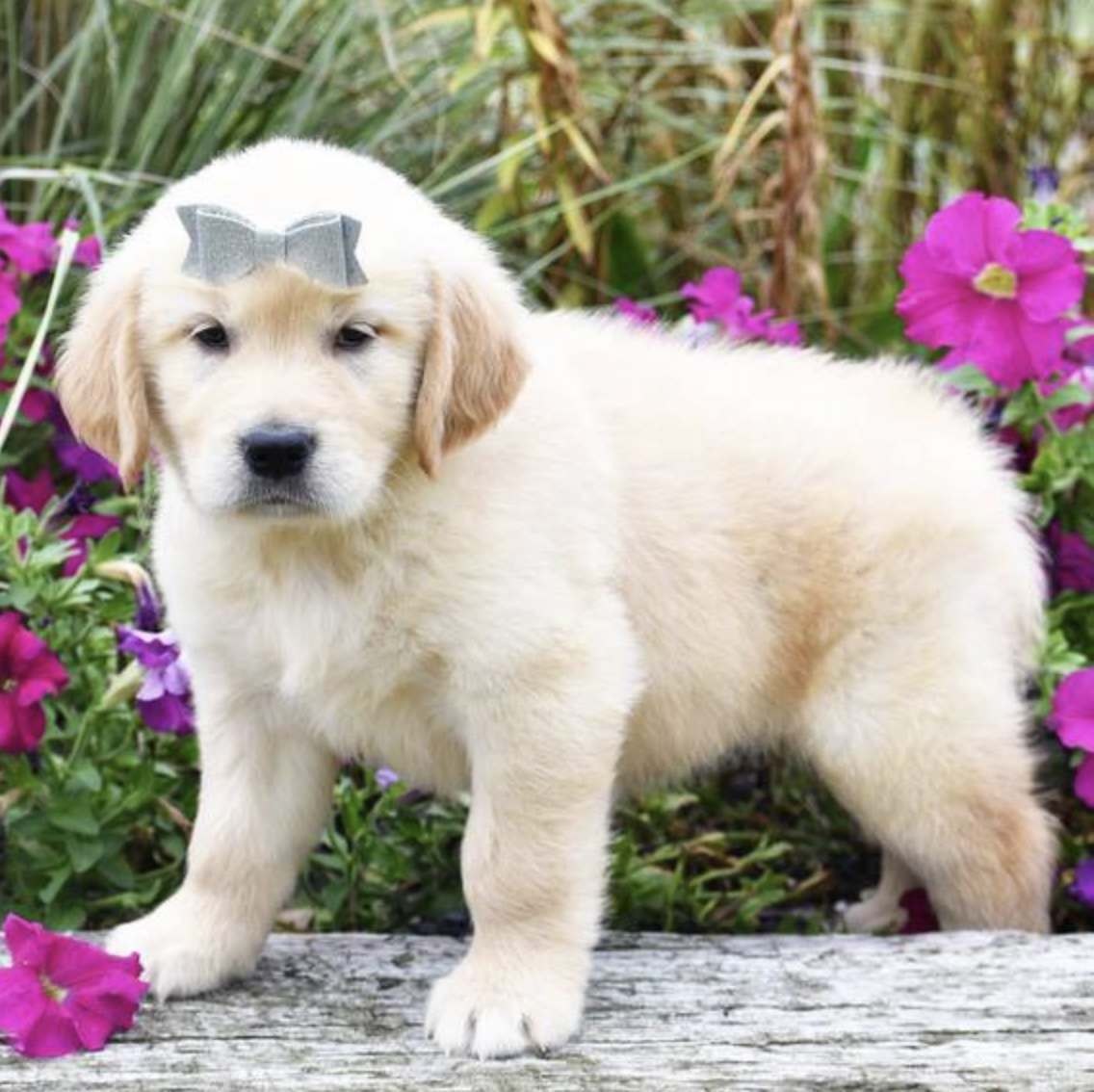 comprar cachorros sanos, baratos y asequibles para la venta